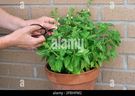Vue rapprochée de côté montrant des mains utilisant une petite paire de ciseaux noirs pour tailler une plante de basilic fleurie dans un pot en terre cuite contre un mur de briques Banque D'Images