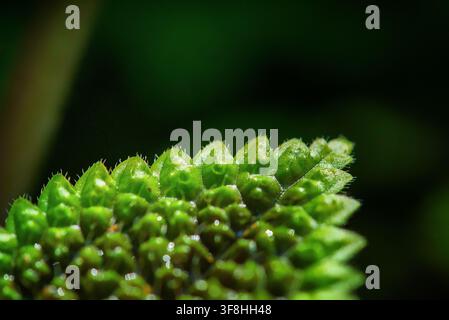 Pilea mollis Moon Valley plante d'intérieur avec une feuille verte profondément texturée et des poils fins, photographie macro détaillée de la texture exotique du feuillage d'une plante d'intérieur dans natu Banque D'Images