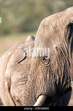 Interaction entre deux éléphants d'Afrique (Loxodonta africana), Parc national des éléphants d'Addo, Afrique du Sud Banque D'Images
