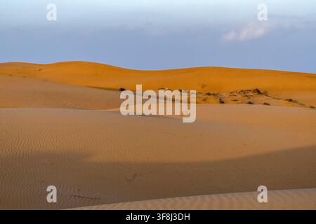 Vue des dunes de sable dorées du désert de Wahiba Sands sous un ciel bleu clair à Bidiyah, Ash Sharqiyah North G, Oman. Banque D'Images