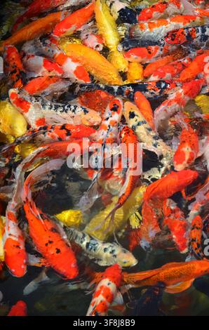 Gros plan en hauteur de poissons Koi (Nishikigoi) aux couleurs vives, se bousculant et nageant ensemble dans un étang d'eau douce claire. Banque D'Images