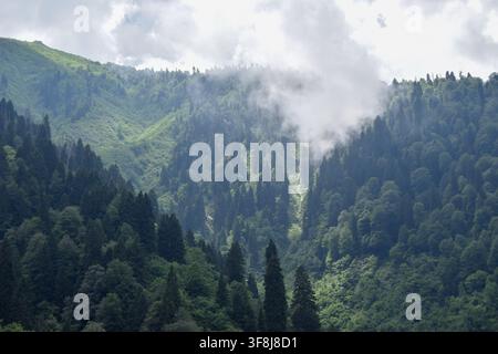 Vue des pentes montagneuses luxuriantes et boisées, partiellement couvertes par des nuages bas à Ardesen, Rize, Turkiye. Banque D'Images