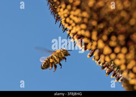 une scène sereine et naturelle d'une abeille volant vers un tournesol dans un ciel bleu calme, capturée depuis un angle bas avec un jaune et un brun vibrants pollinisés Banque D'Images