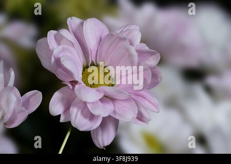 Fleur de chrysanthème rose délicate avec un fond floral doux et flou Banque D'Images