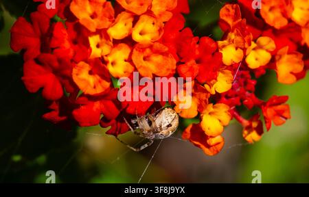 Araignée tisserande tachetée occidentale commune commence à tisser une toile de fil de soie pour attraper des proies sur un arbuste lantana aux couleurs vives à Tucson, Arizona, cour Banque D'Images
