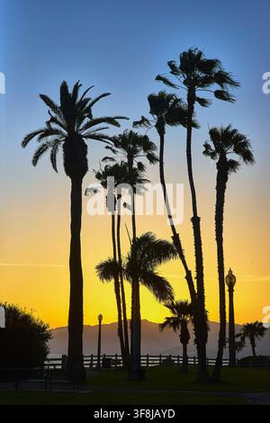 Palmiers au coucher du soleil se détachant sur un ciel coloré à Santa Monica, Californie Banque D'Images