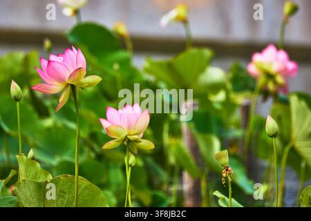 Fleur de lotus rose épanouie parmi les nénuphars avec des feuilles vertes luxuriantes Banque D'Images
