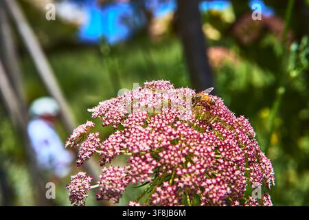 Abeille pollinisant une fleur rose dans un jardin ensoleillé, gros plan Banque D'Images