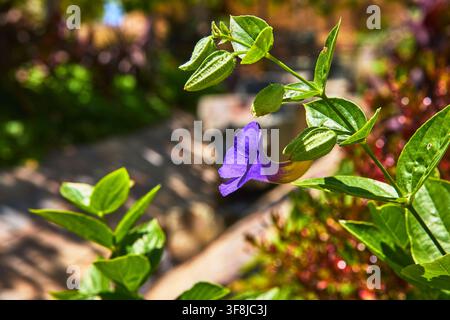 Fleur violette avec des feuilles vertes dans un jardin ensoleillé au Getty Center Banque D'Images