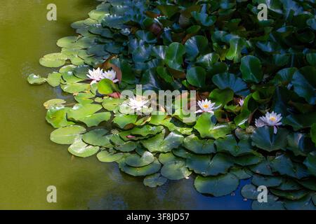 Nymphaea Alba, fleur de nymphaea blanche épanouie parmi les coussins verts d'un étang Banque D'Images