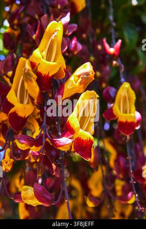 Close-up d'une fleur tropicale jaune et rouge avec un feuillage luxuriant de jardin Banque D'Images