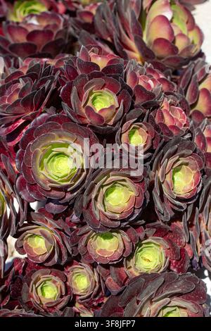 Gros plan d'une rosette de succulente Aeonium Arboreum Atropurpureum avec des feuilles violettes et vertes Banque D'Images
