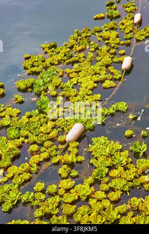 Laiteron aquatique et bouées flottantes sur la surface calme du lac, gros plan Banque D'Images