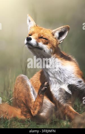 Vue d'un renard roux se grattant le cou avec sa patte arrière dans le Parc National des Abruzzes, Pescasseroli, Abruzzes, Italie. Banque D'Images