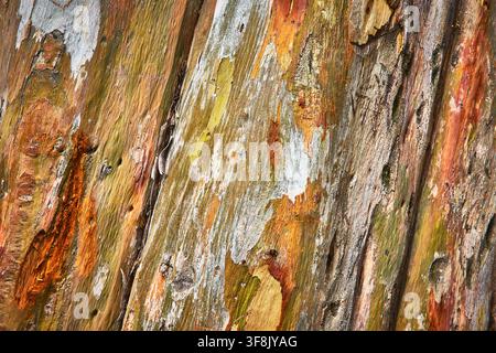 Détail de écorce d'arbre texturé avec variation de couleur naturelle et motif de surface organique Banque D'Images