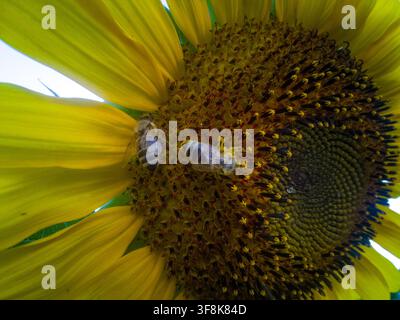 Extrême gros plan macro de deux abeilles mellifères collectant du pollen sur une tête de tournesol jaune vif. Banque D'Images