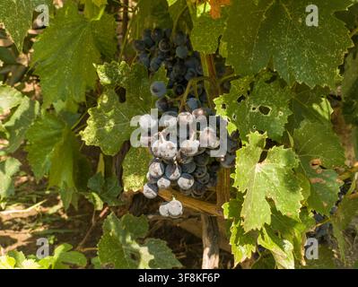 Close-up de grappes de raisins noirs mûrs poussant sur une vigne entourée de feuilles vertes dans un vignoble ensoleillé d'une cour arrière. Banque D'Images