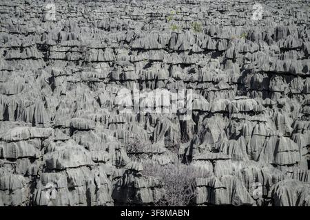 Vue des formations rocheuses en calcaire aiguës et déchiquetées du Tsingy dans la réserve spéciale d'Ankarana, Diana, Madagascar. Banque D'Images