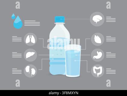 une infographie illustrant comment boire de l'eau dans une bouteille et un verre profite aux organes vitaux comme le cerveau, le cœur et les poumons. Illustration de Vecteur