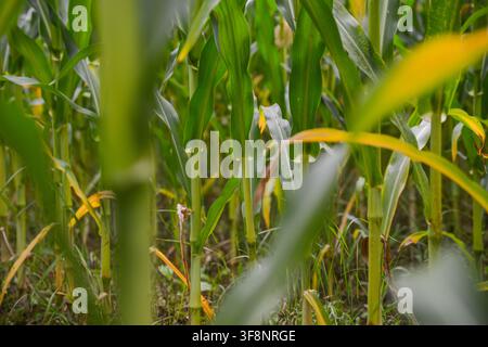 Vue rapprochée de plantes de maïs vertes et saines et de feuilles poussant dans un champ cultivé, mettant en évidence le développement des cultures, la production agricole, l'agriculture Banque D'Images