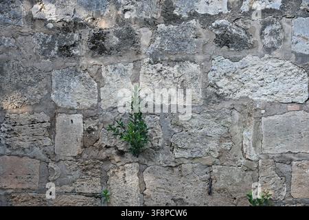 Plante poussant d'un mur fait de grosses pierres grises Banque D'Images