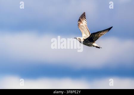 Mouette immature volant contre un fond côtier bleu légèrement flou. Banque D'Images
