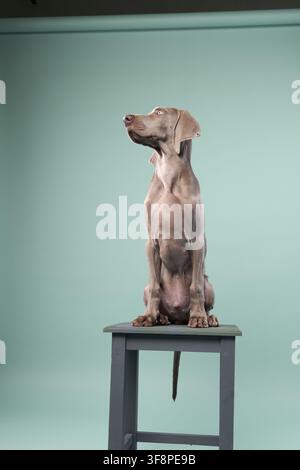 Un chiot Weimaraner se tient sur un tabouret en bois vu de profil. Le fond vert pâle contraste doucement. Banque D'Images