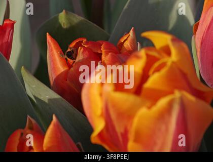 Abeille pollinisant une tulipe rouge Banque D'Images