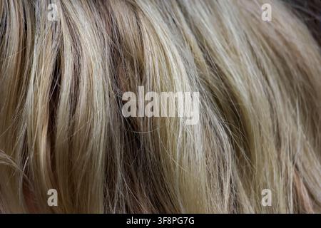 Un gros plan de cheveux blonds montrant une texture douce en couches et des reflets naturels, des mèches détaillées et une variation de couleur subtile transmettant la chaleur et un mouvement doux Banque D'Images