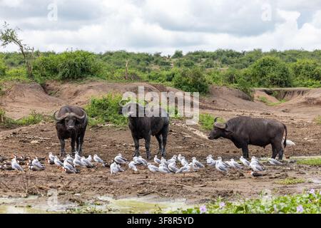 Trois buffles du Cap, Syncerus caffer, sur les rives du lac Édouard, canal de Kazinga, parc national de la reine Élisabeth, Ouganda. Une colonie de mouettes à tête grise Banque D'Images