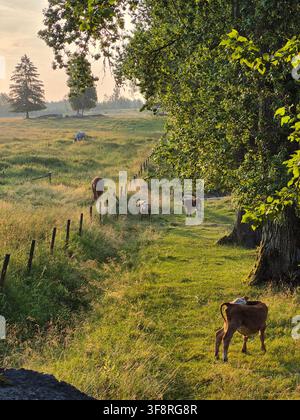 Jeunes bovins pâturant dans un pacage rural paisible par une matinée d'été Banque D'Images
