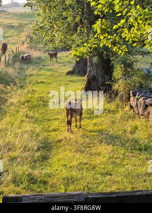 Des vaches paissant dans la paisible campagne suédoise par une chaude matinée d'été Banque D'Images