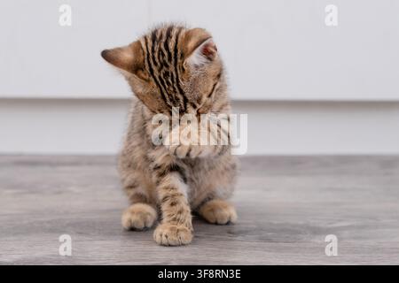 Portrait d’un petit chaton tabby tacheté se lavant dans la cuisine. Banque D'Images