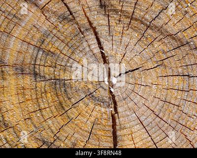 Les anneaux de croissance concentriques irradient d'une section transversale de tronc d'arbre fissuré dans des tons dorés chauds. Banque D'Images