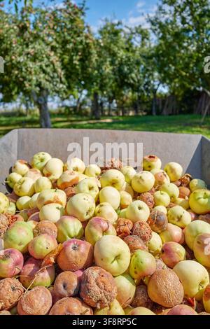 Pommes biologiques pourries tombées recueillies dans un verger, mise au point sélective. Banque D'Images