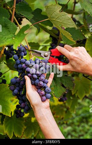 Close-up des mains d'un ouvrier coupant des raisins bleus des vignes pendant la récolte des vins. Récolte des raisins dans le vignoble Banque D'Images