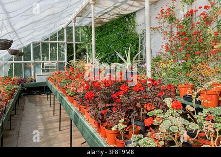Jardins du château de Drummond Crieff Écosse intérieur de serre géraniums rouges en pots et géraniums grimpants sur les murs Banque D'Images
