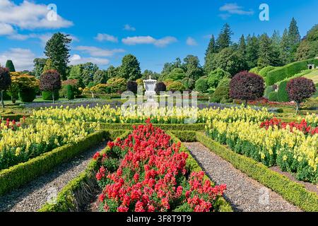 Jardins du château de Drummond Crieff Écosse fleurs de pavot rouge et jaune Antirrhinum majus par une journée ensoleillée en été Banque D'Images