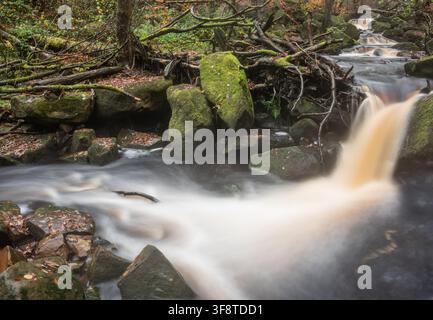 Paysage automnal éclatant et vibrant de Padley Gorge dans le Peak District, Angleterre Banque D'Images