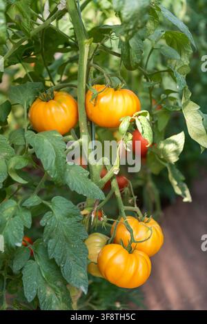 Close-up de quatre grosses tomates profondément jaunes, pleinement mûres, poussant sur une plante de tomate saine dans un potager sous lumière naturelle. Banque D'Images