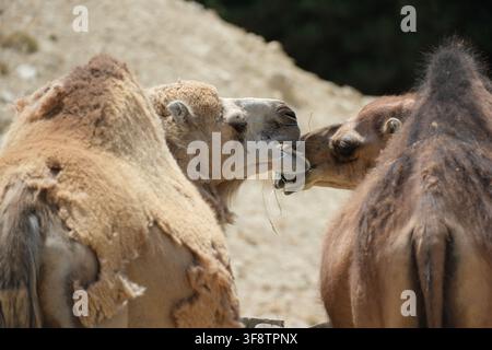 Deux chameaux dromadaires (Camelus dromedarius) se touchant le visage lors d'une interaction sociale étroite Banque D'Images