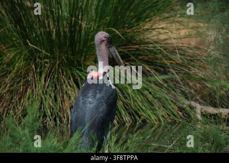 Portrait en gros plan d'une cigogne marabout africaine (Leptoptilos crumenifer) debout parmi une végétation haute Banque D'Images