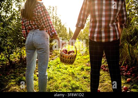 Jardinier tient un panier de pommes mûres. Mains tenant des fruits. Panier de pommes. Jardinage. Femme et homme récoltant des pommes. Mains, pomme dans un panier. Femme Banque D'Images