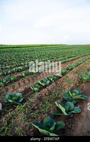 Champ de chou vert avec de jeunes plants poussant en sol fertile, montrant des rangées de cultures légumières saines en plein air Banque D'Images