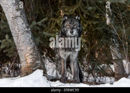 Le loup est le plus spécialisé pour la chasse coopérative, comme le démontrent ses adaptations physiques pour maîtriser de grosses proies. Banque D'Images