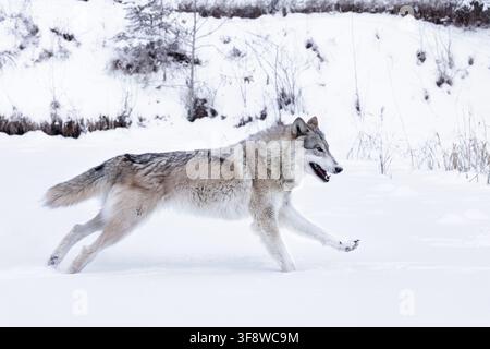 Le loup est le plus spécialisé pour la chasse coopérative, comme le démontrent ses adaptations physiques pour maîtriser de grosses proies. Banque D'Images