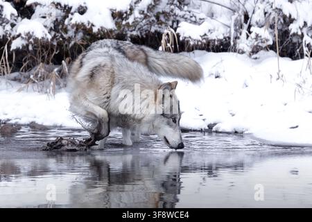Le loup est le plus spécialisé pour la chasse coopérative, comme le démontrent ses adaptations physiques pour maîtriser de grosses proies. Banque D'Images