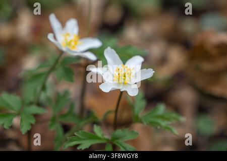 Les fleurs d’anémone blanche poussent dans une forêt rustique, où une lumière naturelle douce met en valeur leurs pétales sur un fond terreux flou, reflétant Banque D'Images