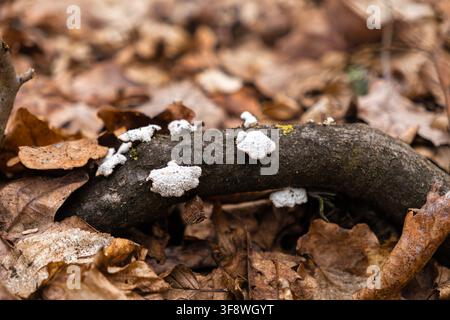 Des taches fongiques blanches texturées prospèrent sur une branche en bois en décomposition au milieu d'un tapis de feuillage brun, illustrant le cycle naturel du sol forestier Banque D'Images