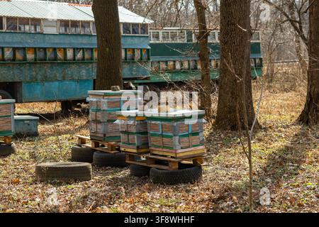 Ruche en bois empilées reposant sur des pneus dans un environnement boisé à côté d'un ancien camion de transport de ruches, illustrant des méthodes agricoles rustiques et Banque D'Images